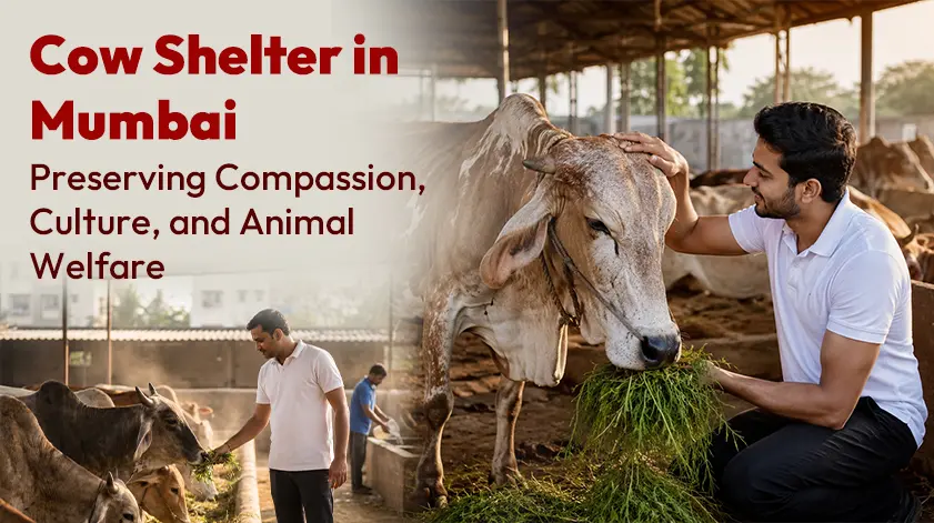Cow Shelter in Mumbai for Animal Welfare Support