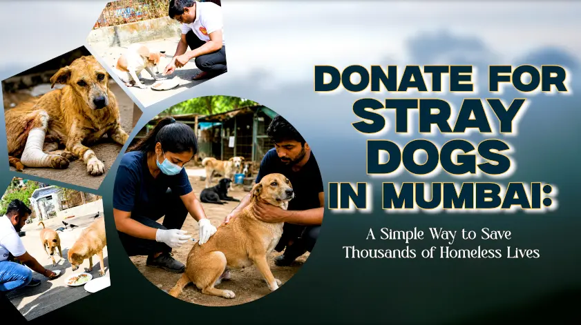 Donate for Stray Dogs in Mumbai